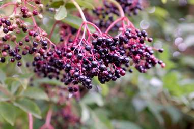 Elderberries