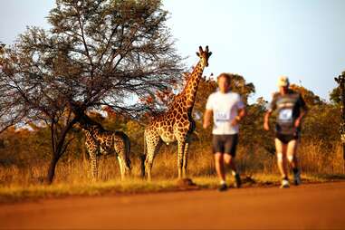 Giraffe and marathon runners