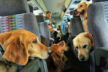 dogs on plane