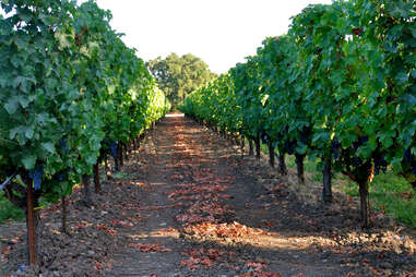 Napa Valley vineyard