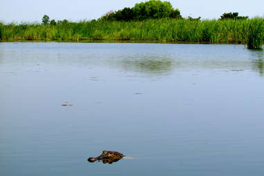 alligator peeking out of water