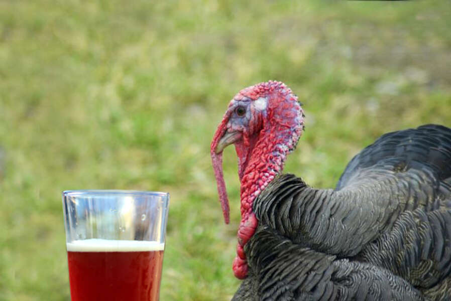 New Hamsphire farmer Joe Morette feeds his Thanksgiving turkeys beer Thrillist Nation