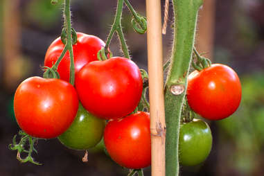 Tomatoes