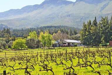 Vines, mountains, house
