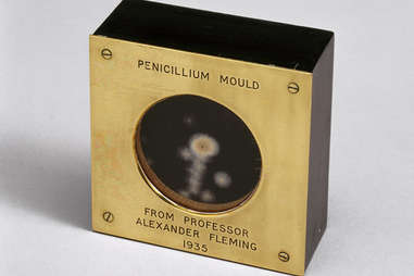 penicillin mold