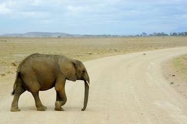 Elephant x-ing