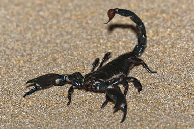 Scorpion, sand