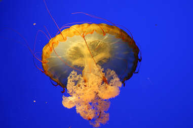 jellyfish