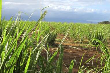 sugar cane