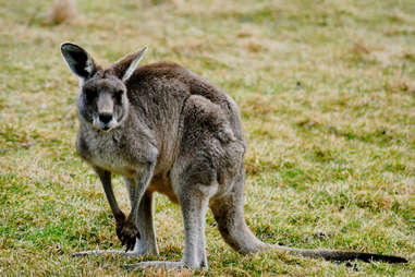 kangaroo