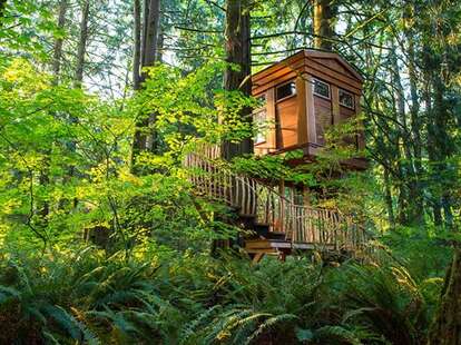 treehouse hotel