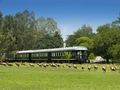 Rovos train with animals