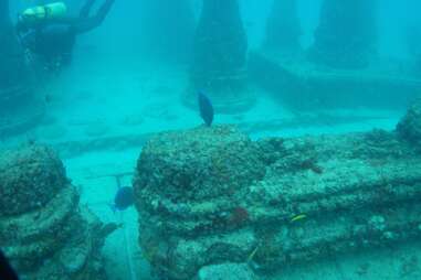 coral reef and fish