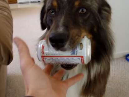 Dog fetches beer
