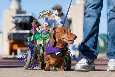 Dogs, toilet brushes, high heels, and coconuts: a brief guide to notable Mardi Gras "krewes"