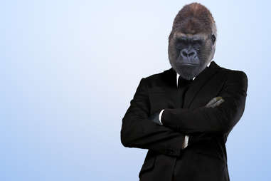 Gorilla