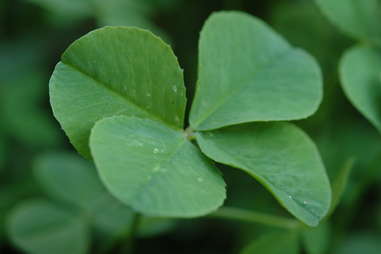 Four-leafed clover