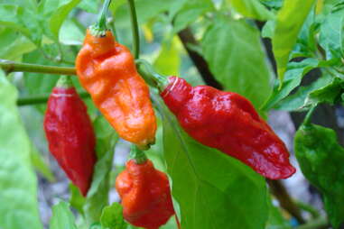ghost peppers