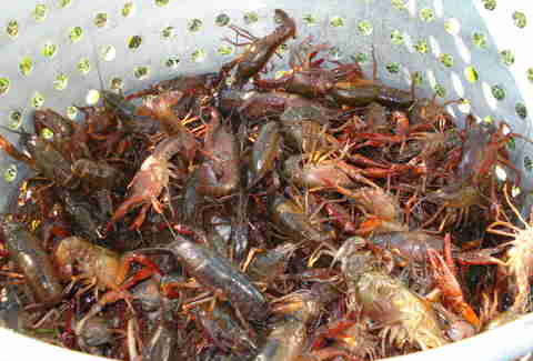 Crawfish Color Chart