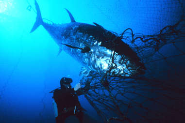 bluefin