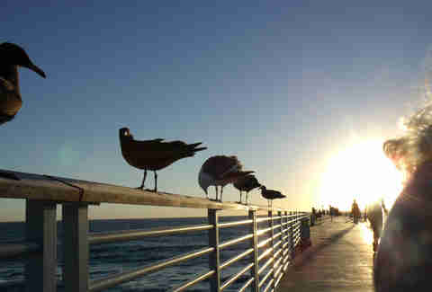 La Pier Guide Santa Monica Hermosa Redondo Manhattan