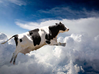 Flying cow