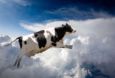 A Group of Cows Forced a Boeing 747 to Make Emergency ...