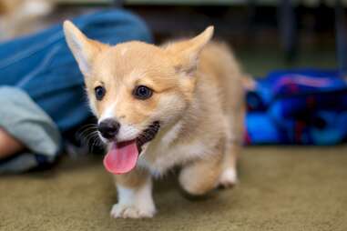 corgi puppy