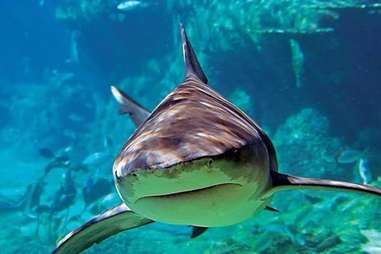 Shark at The Audubon Aquarium of the Americas