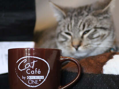 cat cafe nyc