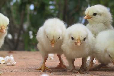 chicks