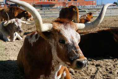 texas longhorn cattle