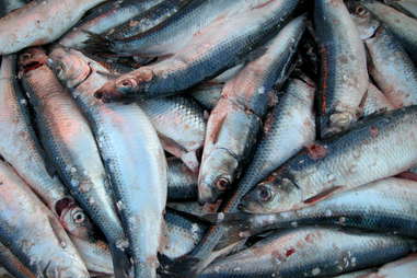 origins of red herring