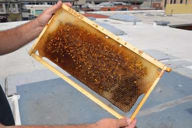 Blue Bottle honey