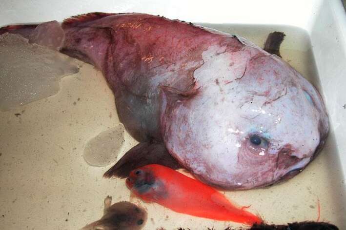 How a Blobfish (a Deep Sea Fish) Looks with and without the