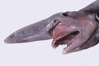 goblin shark