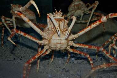 giant crab