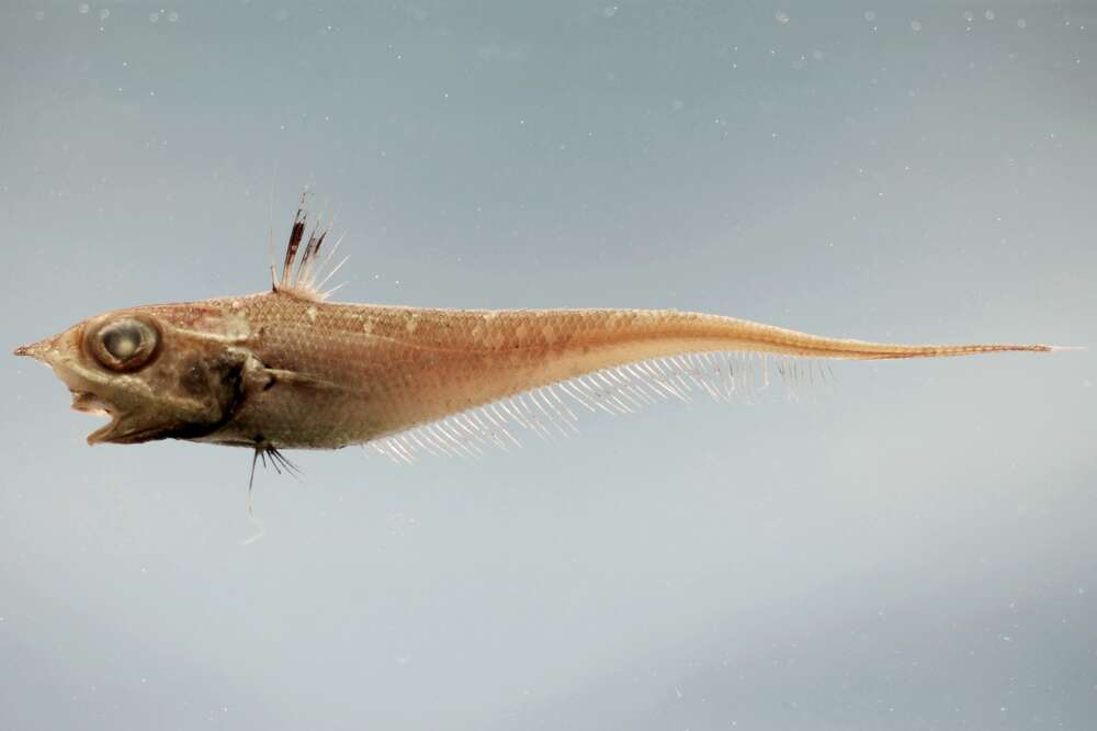 Why do blobfish get all melty when pulled out of the water but not