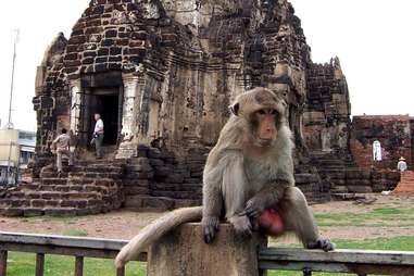 monkey temple balls