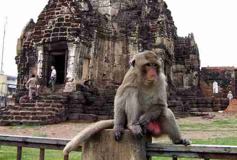 City of Monkeys - Lopburi - Thai City Overrun with Monkeys - Thrillist