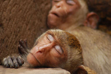 sleepy monkeys