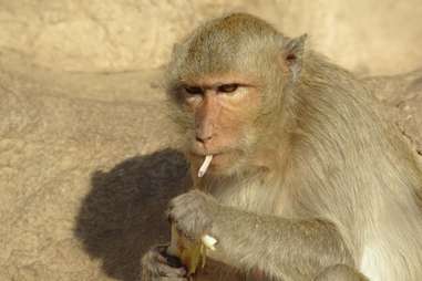 The most famous baboons on the internet, explained - Vox