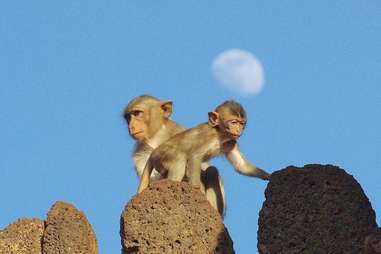 baby monkey on temple