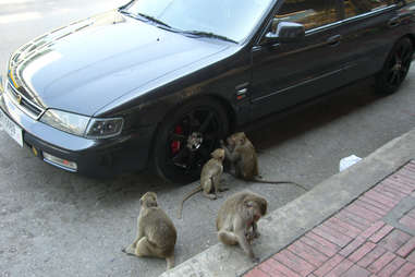 monkey car