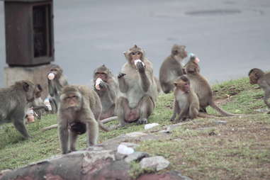 monkey picnic