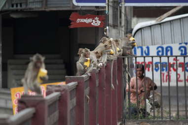 monkeys on a fence