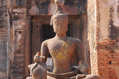 monkeys with buddha