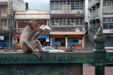 monkey juice box