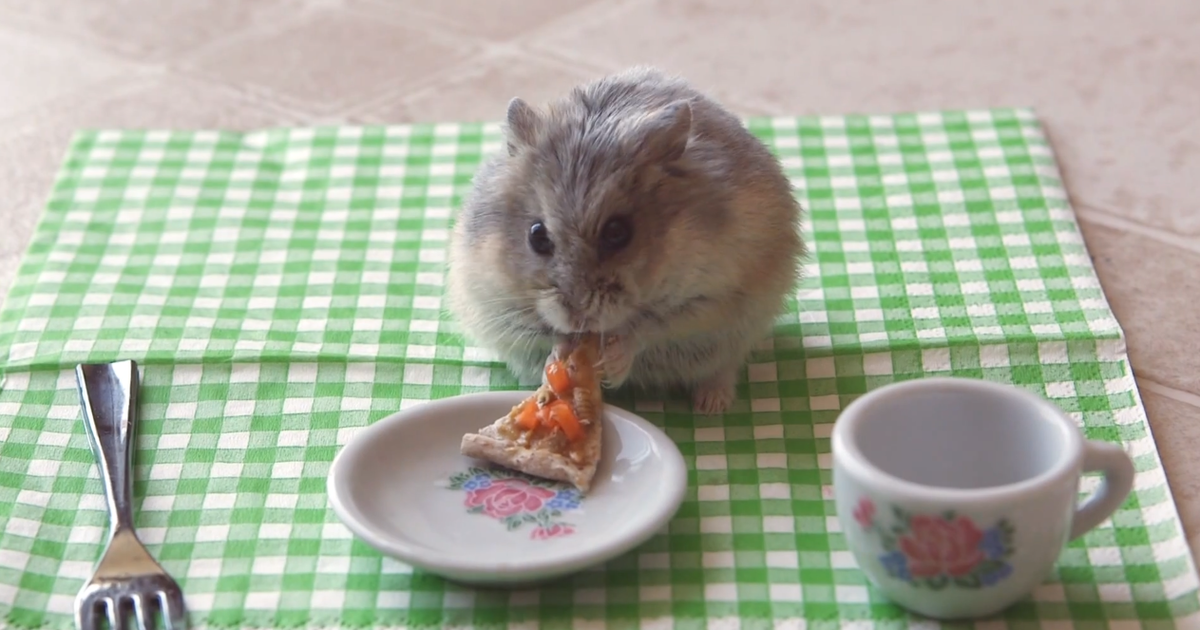 Hamster Eats a Tiny Slice of Pizza Thrillist