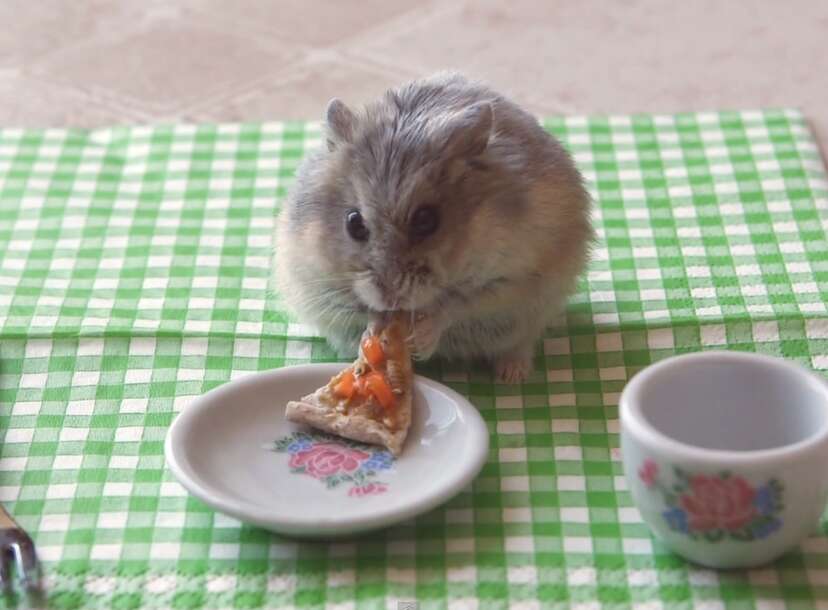 Hamster eat outlet hamster